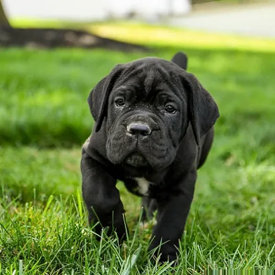Cane Corso Puppy with First Shots Done — Biratnagar