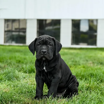 Heavy Bone Cane Corso Pup Available in Dhangadhi