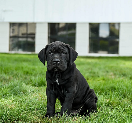 Cane Corso Puppies For Sale in Bangalore