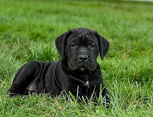 Cane Corso Puppies For Sale in Gurgaon