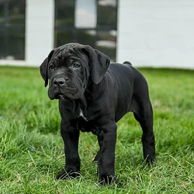 Show-Quality Cane Corso Puppy in Coimbatore