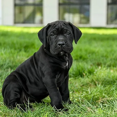 Adorable Cane Corso Pup in Gurugram