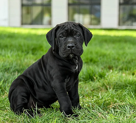 Formentino Cane Corso Available in Anantapur