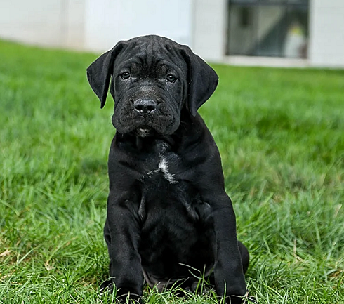 Show-Class Cane Corso Puppy in Canacona