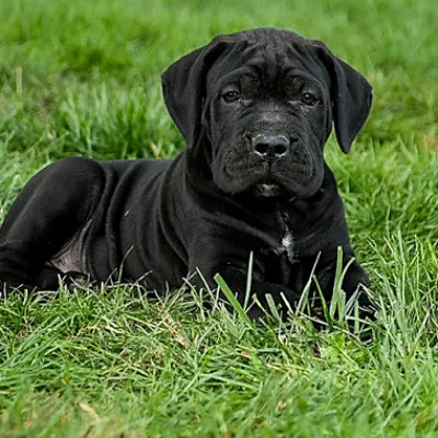 European Lineage Cane Corso in Cuttack