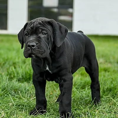 Champion Bloodline Cane Corso in Khowai