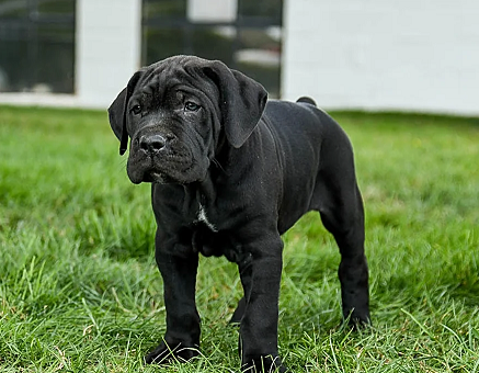 Cane Corso Pup with Pedigree Papers in Palwal