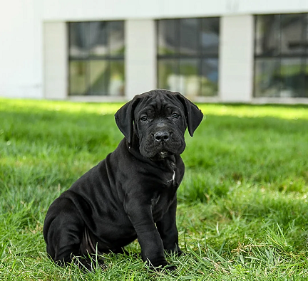 Adorable Cane Corso Pup in Bokaro