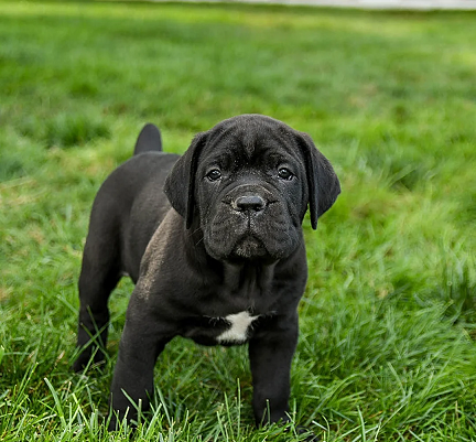 Black Brindle Cane Corso Available in Kendujhar