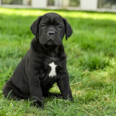 Cane Corso Puppy with KCI Papers — Kathmandu