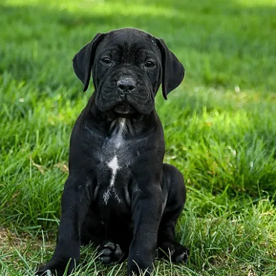 Show-Line Cane Corso Puppy in Lalitpur
