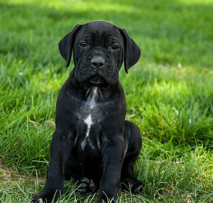 Champion Bloodline Cane Corso in Pune