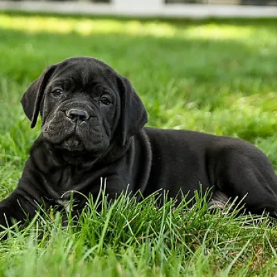 Imported Lineage Cane Corso in Allahabad