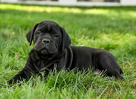 Hand-Raised Cane Corso Puppy in Kota