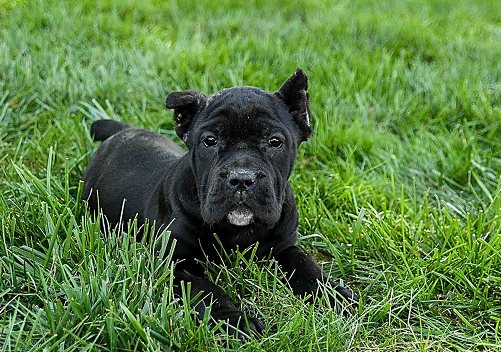 Black Cane Corso Puppy for Sale in Satara