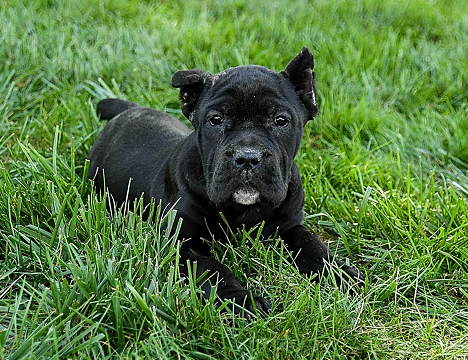 Formentino Cane Corso Available in Silvassa
