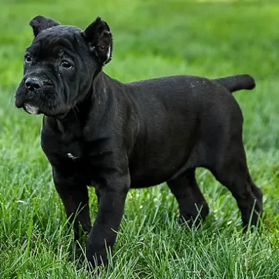 Brindle Cane Corso Puppy in Central Delhi