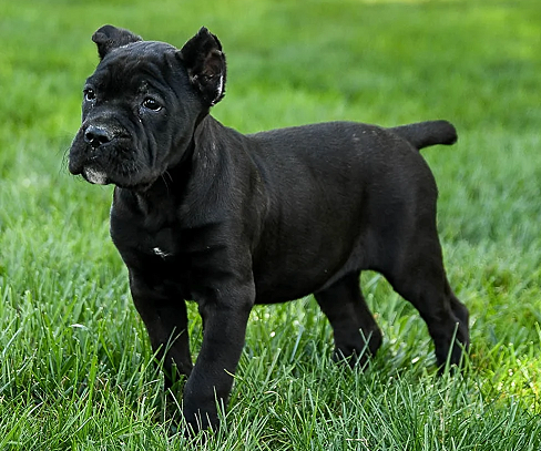 Heavy Bone Cane Corso Pup Available in Bhavnagar