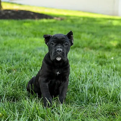 Imported Lineage Cane Corso in Dwarka