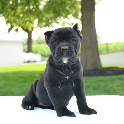 Vaccinated Cane Corso Puppy — East Delhi Home Delivery