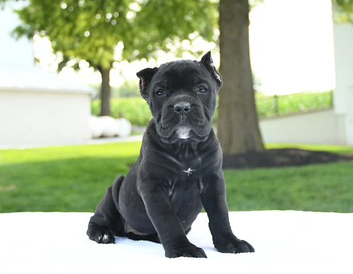Brindle Cane Corso Puppy in Baharampur