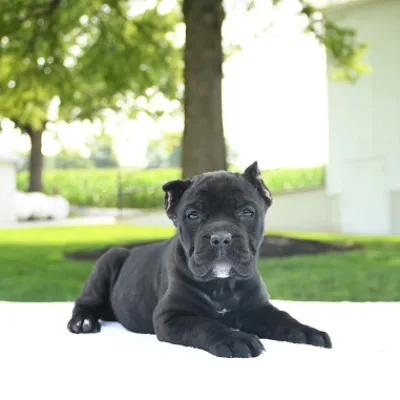 Family-Raised Cane Corso in Greater Kailash