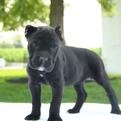Top Quality Cane Corso Puppy for Sale in Janakpuri