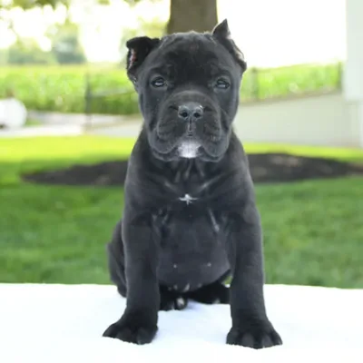 Massive Cane Corso Pup Ready to Go Home in Najafgarh