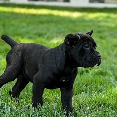 Cane Corso Puppy with KCI Papers — New Delhi
