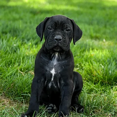 Show-Line Cane Corso Puppy in North Delhi