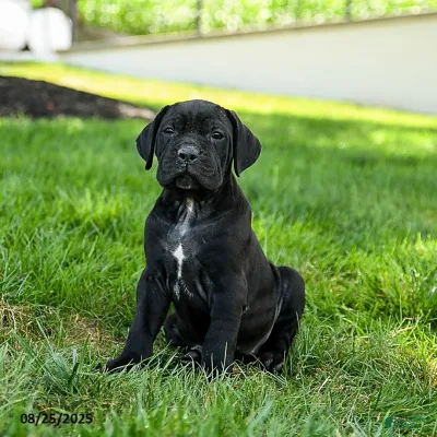 Heavy Built Italian Cane Corso for Sale in Paschim vihar
