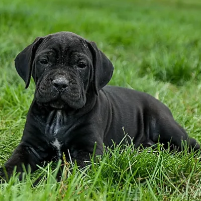 Premium Cane Corso Puppy in Rajouri Garden 