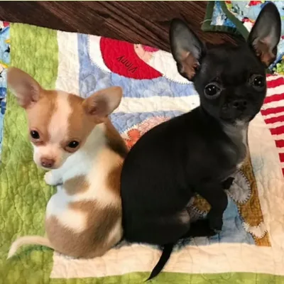 Long Hair Chihuahua puppy for sale in India