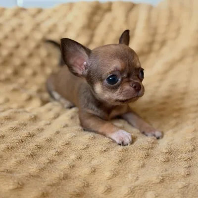 Chihuahua puppy for sale