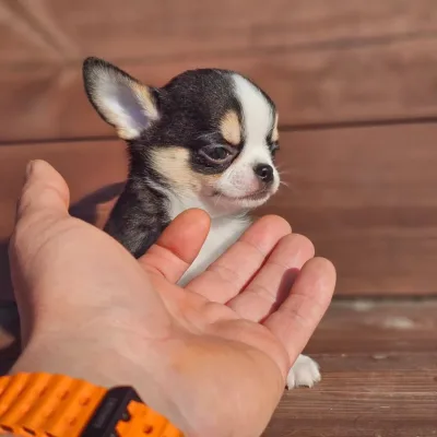 Chihuahua Mix Puppy for sale