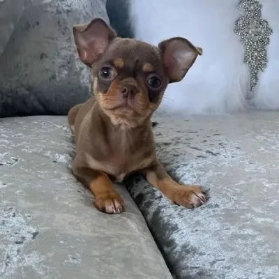 Chihuahua
