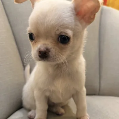 Chihuahua Pup with Pedigree Papers in Jeypore