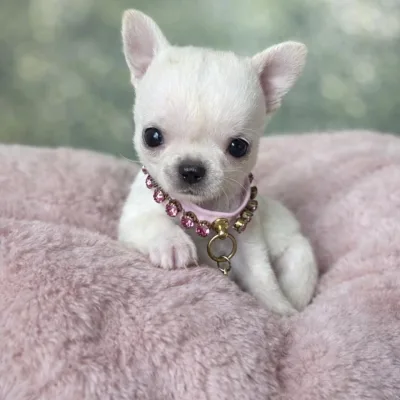 Best Chihuahua Puppy Breeder in Jharsuguda