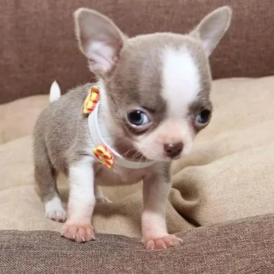 Fawn Chihuahua Available in Kendujhar