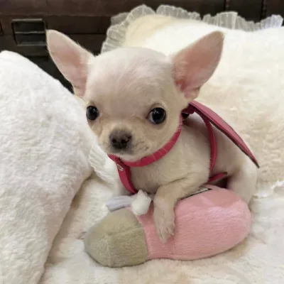 Show-Class Chihuahua Puppy in Puri
