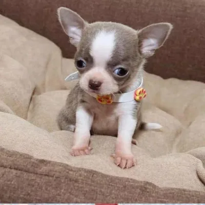 Chihuahua Puppy from Trusted Breeder in Rourkela