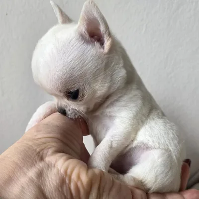 Bright & Bold Chihuahua Pup in Sambalpur