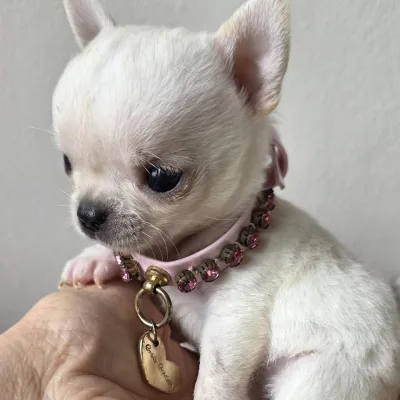 Chihuahua Pup with Pedigree Papers in Moradabad