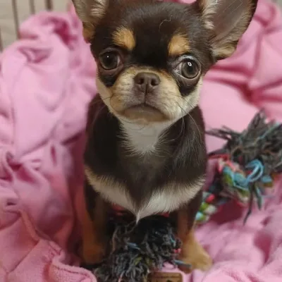 KCI Chihuahua Available in Central Delhi