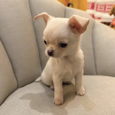 Imported Lineage Chihuahua in Dwarka