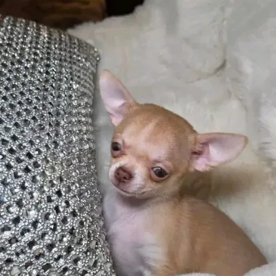 Tiny Chihuahua Puppy in Navi Mumbai