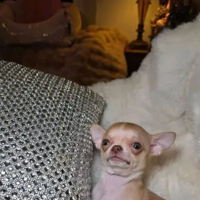 Chihuahua Puppy with KCI Papers — Arrah
