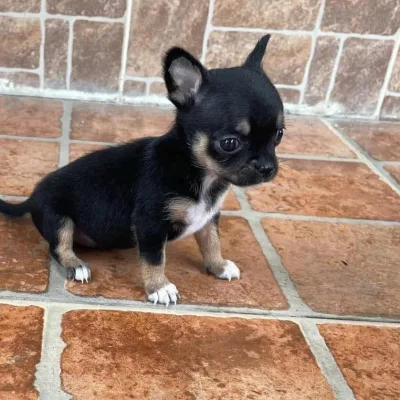 Show-Line Chihuahua Puppy in Begusarai