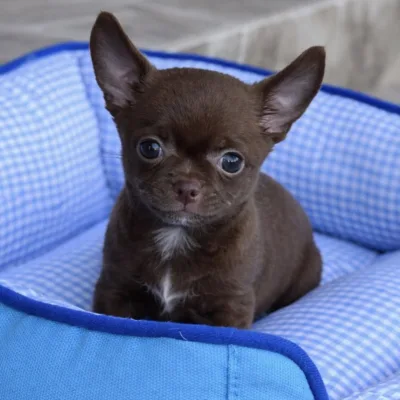 Chihuahua Puppy with KCI Papers — New Delhi