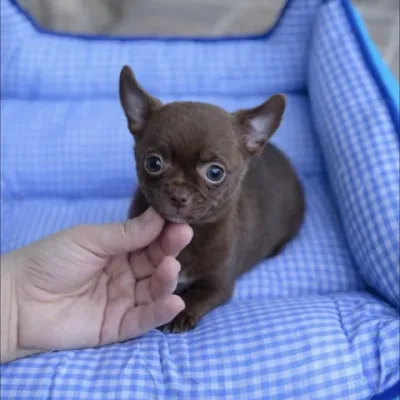 Pocket-Size Chihuahua Pup in Vapi